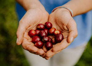 First Harvest 2020